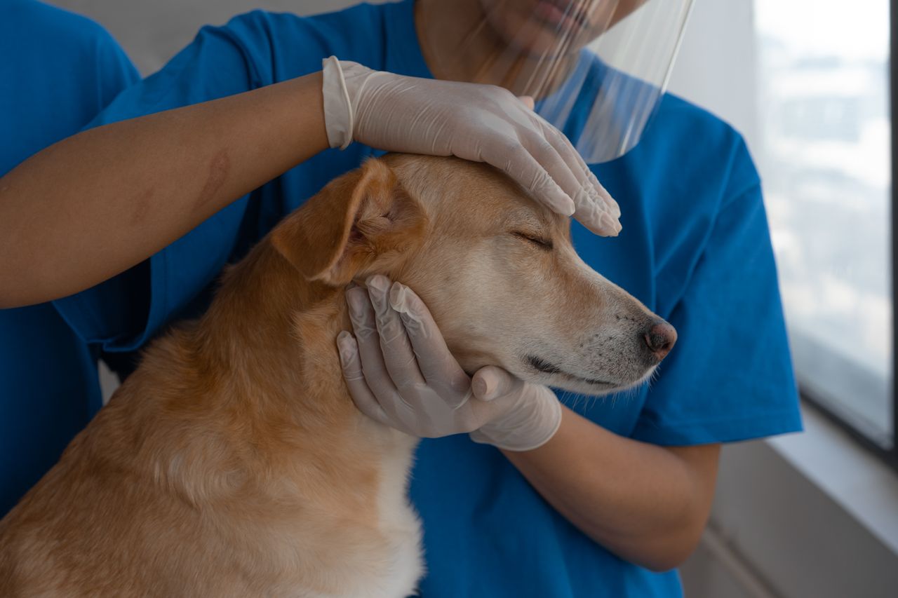 Veterinary Referral Process