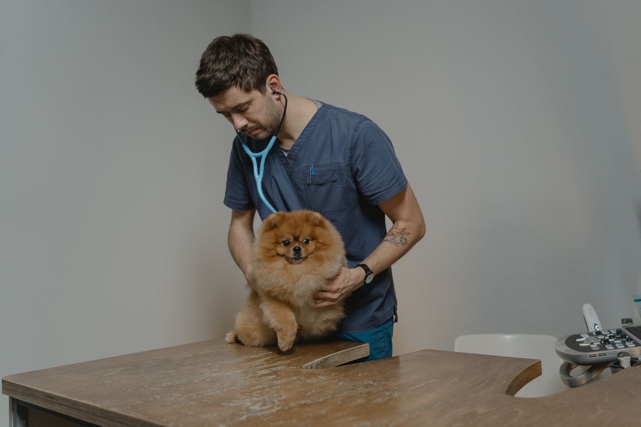 Peripatetic Veterinary Surgical Services