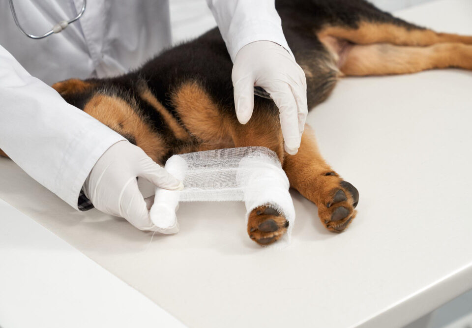 TPLO Surgery